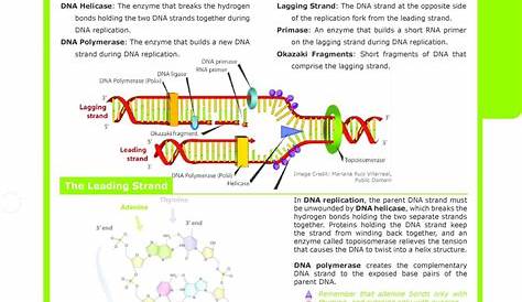dna and replication worksheet