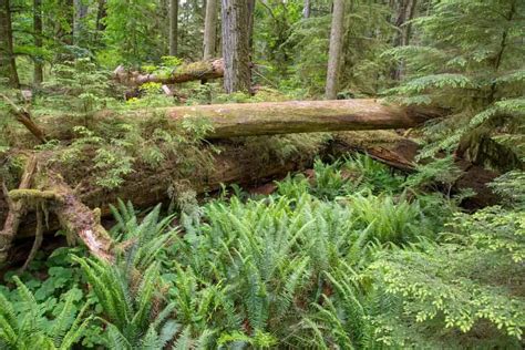 Where To Find Most Beautiful Old Growth Forests Vancouver Island