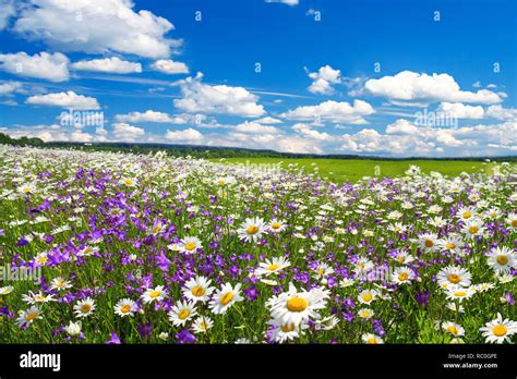 Spring Landscape With Flowering Flowers On Meadow White Chamomile And