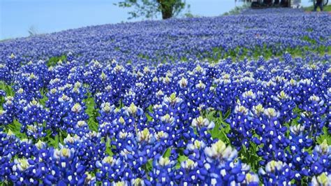 Bluebonnets Legends And Lore Of The Texas State Flower Laptrinhx News