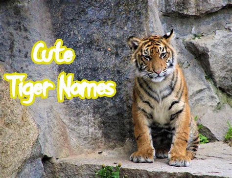 Animated Tiger Names Peepsburghcom