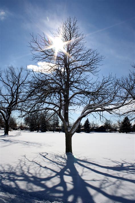 Sun Through Winter Tree Branches Picture | Free Photograph | Photos ...