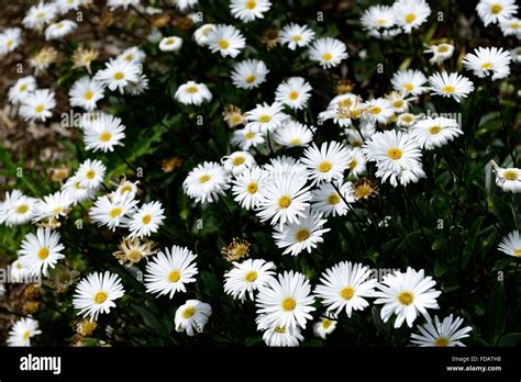 Celmisia Lindsayi Lindsays Daisy Daisies Small White Flower Flowers
