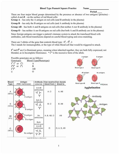 Where two recessive alleles (tt) result in the inability to taste a chemical known as. Blood Type Punnett Square Worksheet With Answers - worksheet