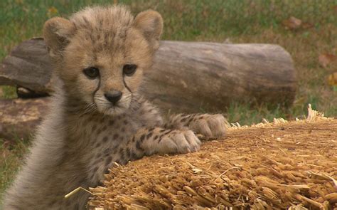 Conservationists race to save rare king cheetah gene | Al ...