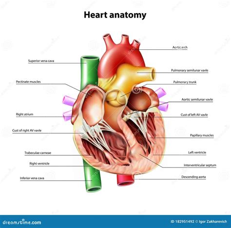 Anatomy of the Heart. Section of the Heart Stock Vector - Illustration