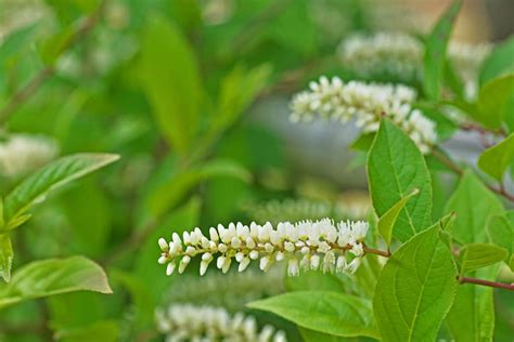 11 Shrubs For Shade That Grow Well In Zone 6
