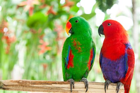 53 Most Colorful Parrots In The World Unianimal