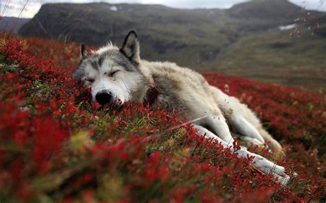 Hintergrundbilder Natur Schlafen Wolf Tundra 1920x1200 Px