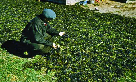 The benefits of hemp are boundless. The Hidden Life of Seaweed | Maine Boats Homes & Harbors