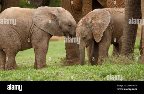 African Elephants Touch Trunks Stock Videos And Footage Hd And 4k Video