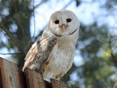 The courtship call of male at nest is a shrill repetitive twittering. Barn Owl | Beauty Of Bird