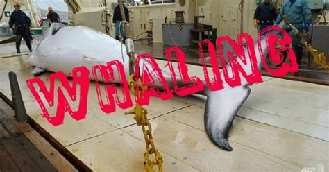 Japan Whalers Return From Antarctic Hunt After Killing 333 Whales New
