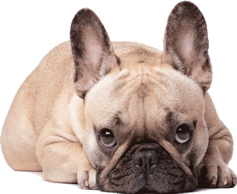 Bullworth French Bulldogs Best Superior Quality French Bulldogs
