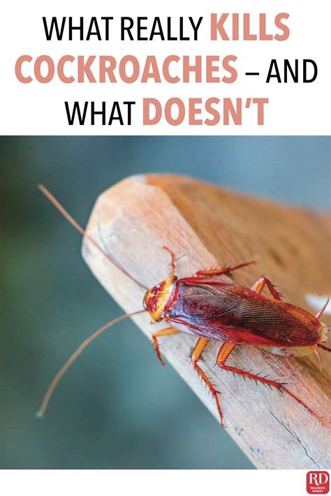 Cockroaches need three main things to live comfortably among us: Here's What Really Kills Cockroaches—And What Doesn't ...