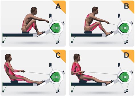 What Muscles Are Worked By A Rowing Machine
