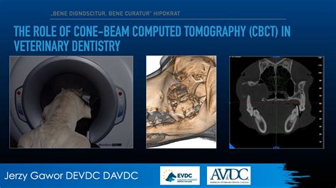 The Role Of Cone Beam Computed Tomography CBCT In Veterinary