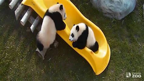 Toronto Zoo Giant Panda Cubs Play On Slide Youtube