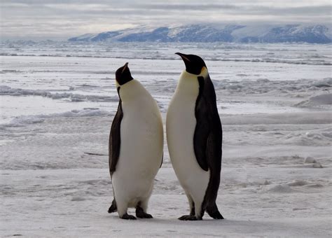 Polar Ponderings From Polar Bears To Penguins Dec 4 2014