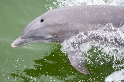 Dolphins Of The Jersey Shore — Save Coastal Wildlife