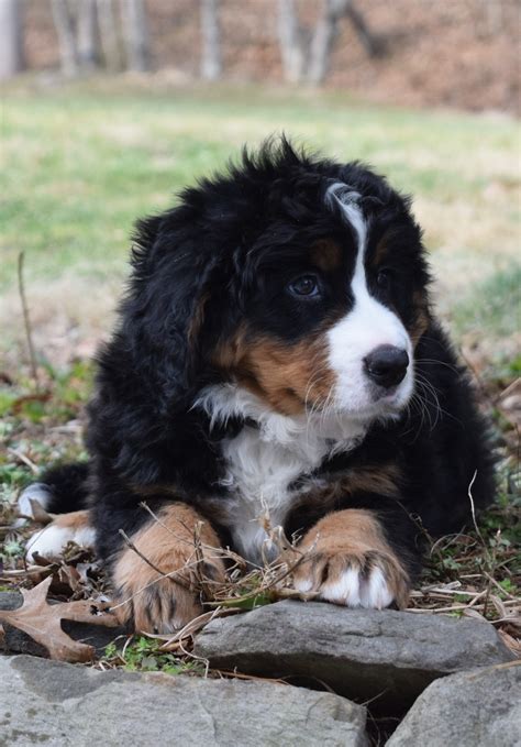 35 St Bernese Mountain Dog Puppies For Sale Image Bleumoonproductions