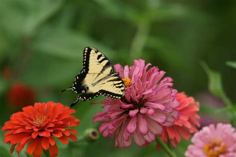 Tiger Swallowtail Butterfly Papilio Glaucas J Darrel Martin Flickr