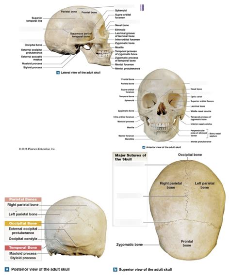 Sutures Of The Skull Diagram Quizlet
