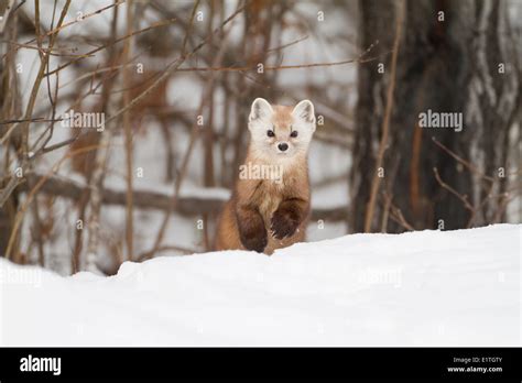 An American Marten Martes Americana In Winter Algonquin Provincial