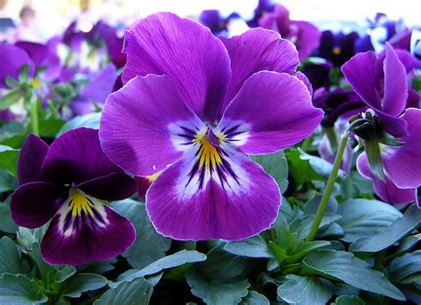 Purple Pansy Flickr Photo Sharing