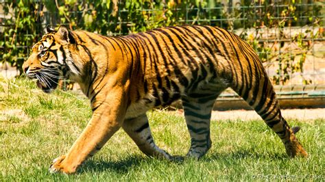 Bengal Tiger - Photorasa Free HD Photos