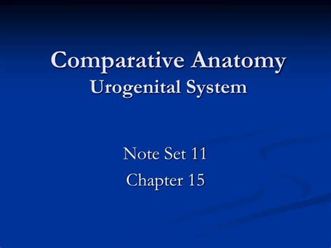 Ppt Comparative Anatomy Urogenital System Powerpoint