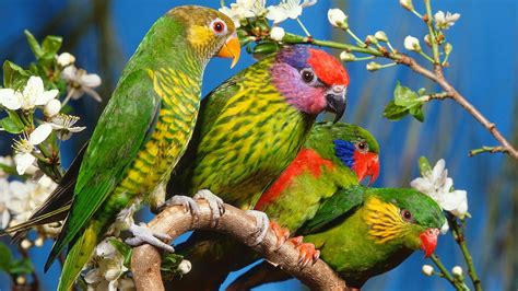 Wallpaper 1600x900 Px Adorable Animal Beauty Bird Colored