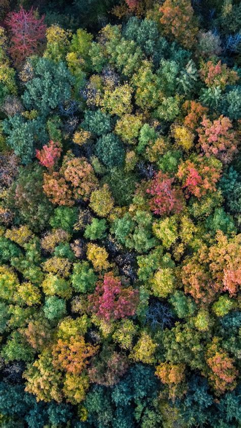 Download Wallpaper 1440x2560 Forest Autumn Trees Colorful Aerial