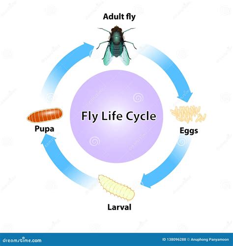 Fly Life Cycle Vector On White Background Stock Vector Illustration