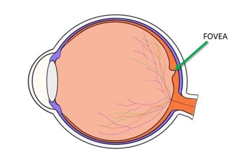 Fovea Of The Eye Anatomy Functions And Associated Conditions