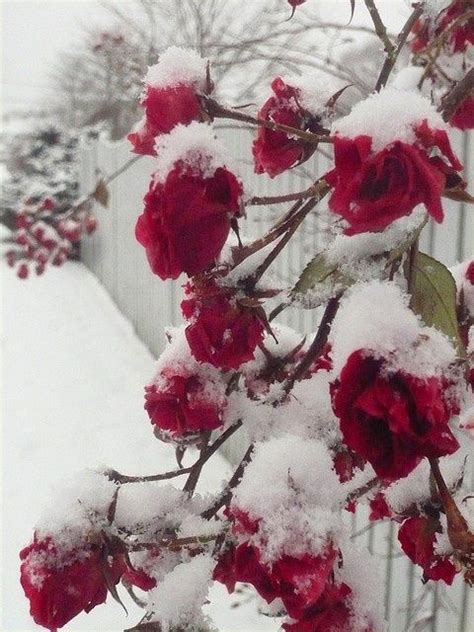 Pin By Cindy Jones On Let It Snow Red Roses Winter Garden Beautiful