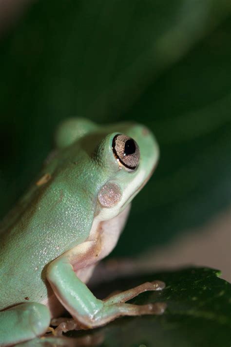 Photographed By Me : Whites Tree Frog | Whites tree frog 