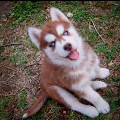 Red Siberian Huskies Puppies Four Blue Eyed Copper And Light Red