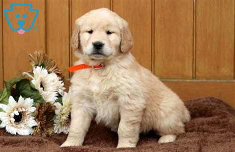 Goldie Golden Retriever Puppy For Sale Keystone Puppies
