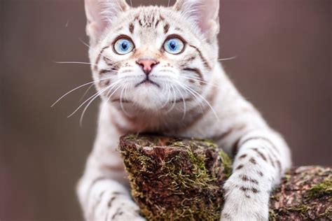 Snow Bengal Cat Everything You Need To Know That Cuddly Cat