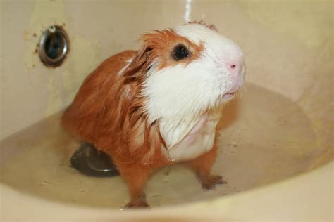 How not to bathe a baby: How to Bathe Guinea Pigs: 4 Steps