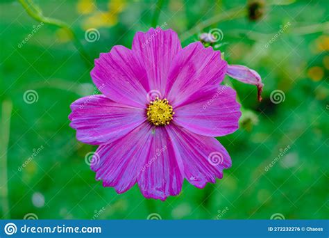 Pink Cosmos Flower In The Garden Stock Photo Image Of Cosmos