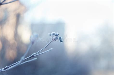 Tree Branch Covered With Snow On Blurry Blue Background At Sunny Frosty