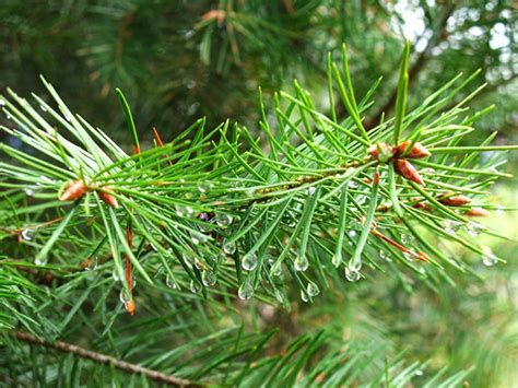 Why Pines Are Evergreen Earthdate