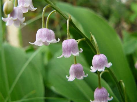 Convallaria Majalis Var Rosea Pink Lily Of The Valley World Of