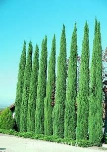 Italian Cypress, 15 Gallon, Italian Cypress Hedge, Italian Cypress Trees, Italian Cypress Cost ...