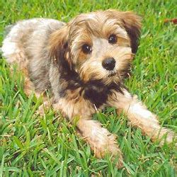 Find local morkie puppies for sale and dogs for adoption near you. Yorkiepoo - Yorkie Poo Puppies for Sale from Reputable Dog ...