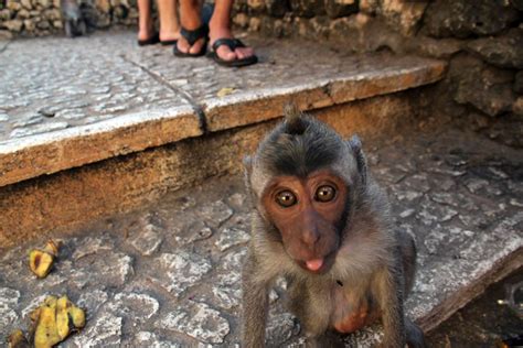 A Monkey Sticking Out His Tongue The Cheap Route