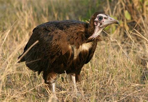 Photo Of Hooded Vulture In Grass Side View