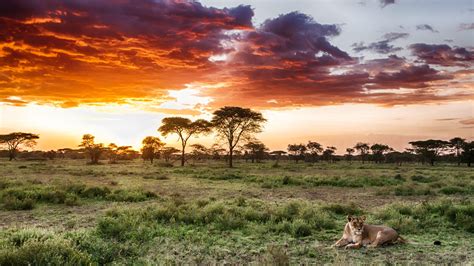 Discover Serengeti National Park Classical Safari
